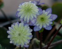 Fully double blue cream and green flowers